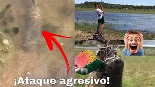 Pique de tarucha en vivo/TARARIRA AGRESIVA ATAQUE EN SUPERFICIE!/ pesca pdf