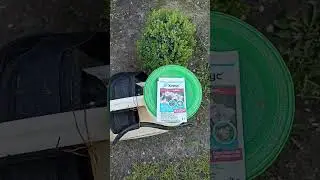 курчавість на персику