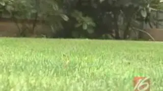 How to Care for your Lawn