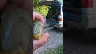 Ultralight fishing with worms