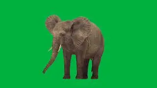 Animation Green Screen || Chroma Key || Green Screen Animal || Green Screen Elephant || No CopyRight
