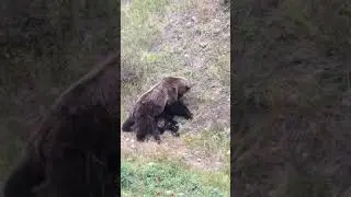 Канибализм у них это норма 🤷‍♂️😭 #медведь #bear #bears