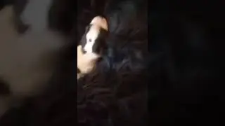 мы родились. спаниэли чу. шу 87079652373 щенок 10.000