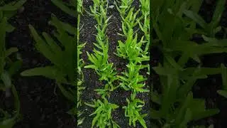 Water Spinach (Ipomoea aquatica) part II #short #agriculture #homegarden #plants