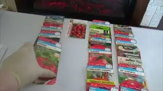 ЛУЧШИЕ ТОМАТЫ ДЛЯ ОТКРЫТОГО ГРУНТА