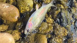 Yakima River Fly Fishing Report-February 29th, 2024-Worley Bugger Fly Co