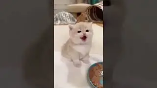 Забавные животные