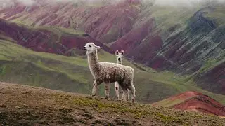 Planet Alpaca