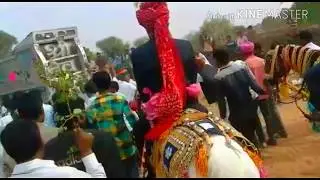 मारवाड़ी शादी डांस लिलण सिणगारै।