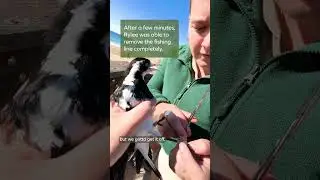 Rescue Diaries | Saving a tangled bird