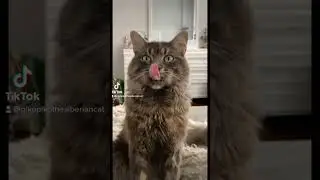 Niko Piko the Siberian Cat lil head boops 😽