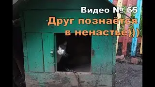 Собака и кошка спрятались от дождя в одной будке.
