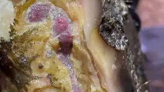 Close-ups from today’s video