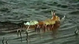 Весна в лесу.