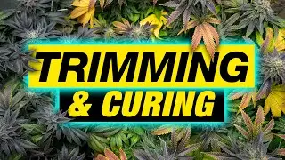 TIMMING AND CURING CANNABIS IN 60 SECONDS!