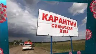 В Армении выявили случаи заражения сибирской язвой