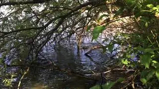 Carp spawnin Karper paai may/mei 2018