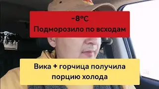 Заморозили вику с горчицей. Минус 8 градусов.
