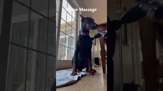 Dobie Massage