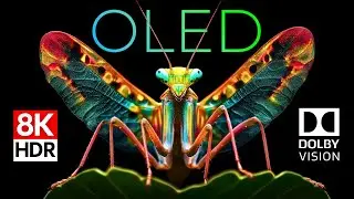 World of Insects OLED Demo HDR 8K Ultra HD Dolby Vision™ 60fps
