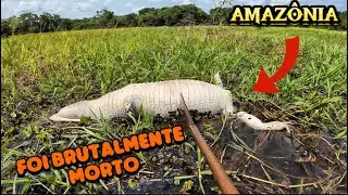 PESCARIA SELVAGEM, DEU MEDO MORTO, vivo nem CHEGARIA PERTO !
