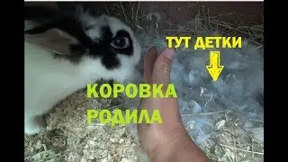 Коровка родила сегодня крольчат.