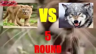 Jaguar vs TOp batalii sangeroase