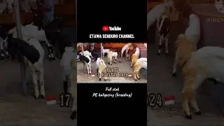 Video lengkap cek youtube👉ETAWA SENDURO CHANNEL