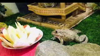 Bullfrog protect mango/ funny frog 🐸 #funnyanimals funny bullfrog