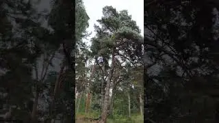 Там где поёт душа ...(Солотча)