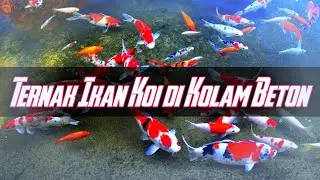Ternak Ikan Koi Di Kolam Beton 
