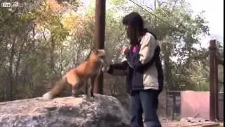 Смешные приколы про животных Домашняя лиса the most funny animals