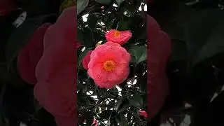 Camelia