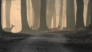 Milde winter voor hert en ree (Veluwe)