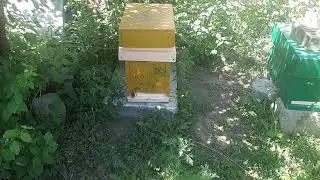 Шестирамочники в работе ! 2 отводка уже взяты с них