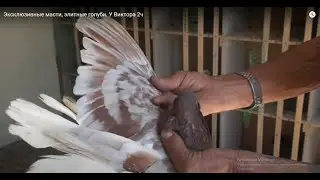 Akhmetov pigeons, exclusive colors at Victor