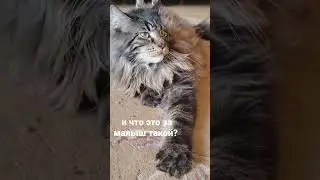 And what kind of baby is this? #animals #шортс #животные #тикток #tiktok #топ #рек #cat #рекомендаци