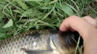 tevzaoba lisze 2.MPG
