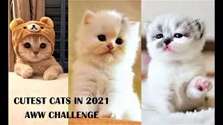 Funny & Cute Kitty Cats #2 | You don't want to miss this video ;)