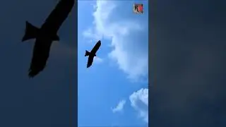 kites #viral #shorts