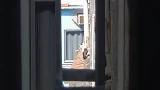 Gatinhos que não sabem descer!