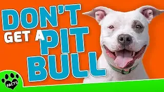 5 Reasons NOT To Get a Pittie- Dogs 101