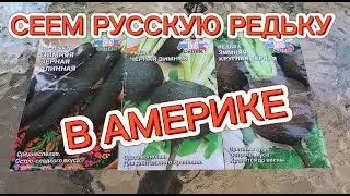ПОСЕВ  СЕМЯН РЕДЬКИ. СЕЗОН 2021.