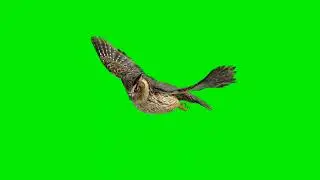 Owl 🦉 Gliding Green Screen || Perpective View Chroma Key || Owl 🦉 Green Screen Background Video