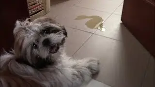 My dog ​​is spraying in my house. Why and how can I stop it? | Living with a Shih Tzu
