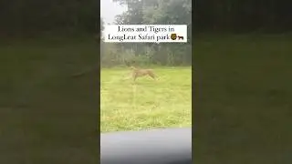 Longleat safari park #longleat #longleatsafari #ytshort