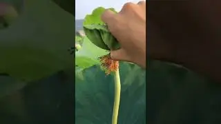 Lotus Seed Harvest 