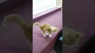 cute cat homeless in our workplace #shorts
