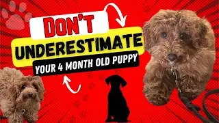 Toy Poodle graduates from his 3 week program