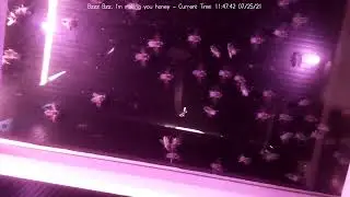 Beeeeees, not the beeees